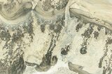 Triassic Aged Stromatolite Fossil - England #211727-1